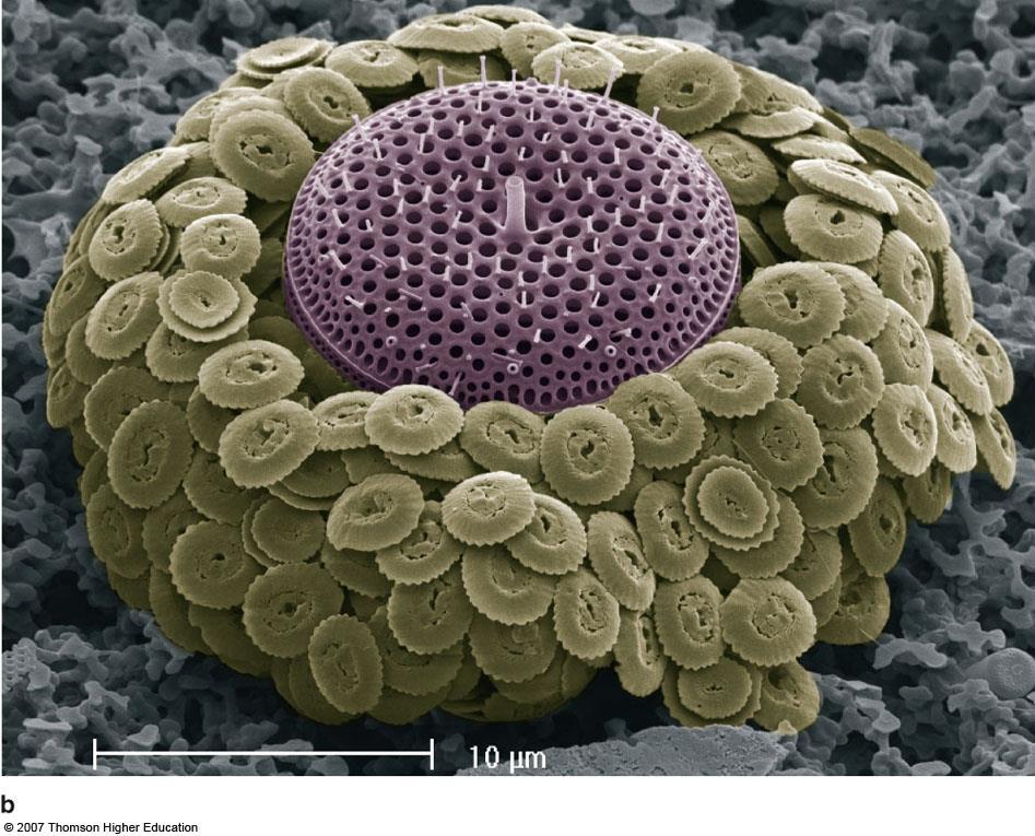 A closer view using a scanning electron microscope shows the perforations in detail. Each is small enough to exclude bacteria and some marine viruses.