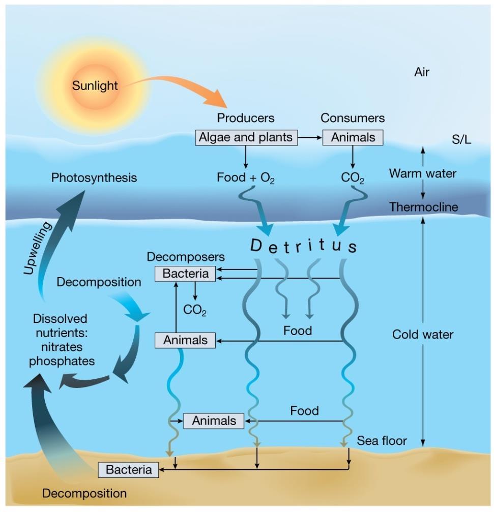 Nutrient Flow in Marine Ecosystems Detritus dead remains and waste
