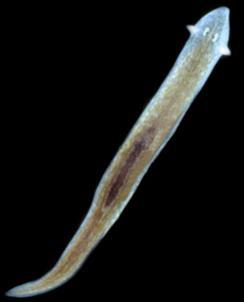KINGDOM ANIMALIA : Planaria (Flat Worm) Eukaryotic Mobile No cell