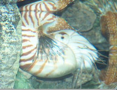 KINGDOM ANIMALIA : Chambered Nautilis Eukaryotic Mobile No cell
