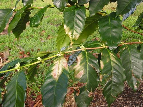 + Nonliving Factors: Physical Excess heat Scorch symptoms on leaf tips and interveinal areas Leaves shaded
