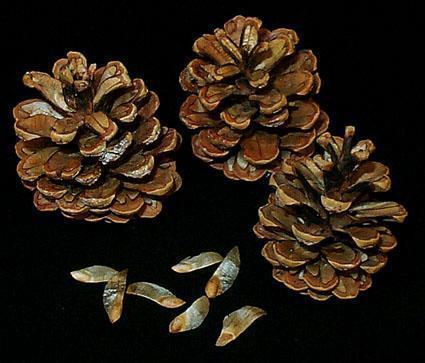 Gymnosperms Vascular plants Produce seeds on scales of cones Gymnospore means Naked Seeds Includes conifers such as pines and spruces. Advantages of Seeds 1.