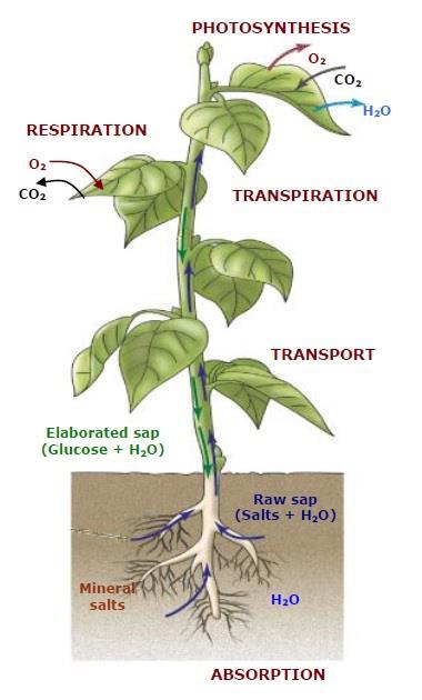 3. Nutrition in plants We can differentiate several phases in plant nutrition: a) Absorption: Plants take water and mineral salts from the soil through their roots.
