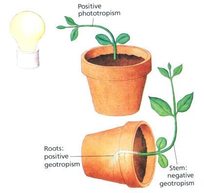 When a stimulus reaches a plant, some of its cells sense it and react or send a signal to other cells (for example, they produce a substance which is distributed around the organism) leading to a