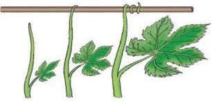 What type of stimulus provokes it? c. Why is it useful for vines to have tendrils? 5.3. Answer the questions: a.