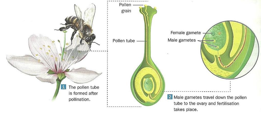 d) Formation of the seed and the fruit The seed is formed from the ovule tissues.