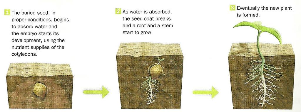 e) Dispersion and germination Dispersion of seeds and fruits can occur in the following ways: By animals: - Animals eat plants, but they can't digest the seeds.