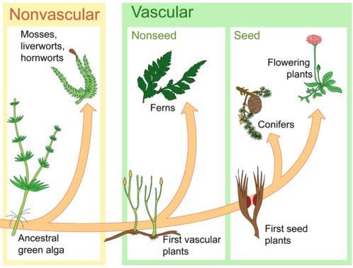1. Characteristics of plants. Organisms of Plant Kingdom are multicellular living beings, made up of eukaryotic plant cells and autotrophs (photosynthetic).