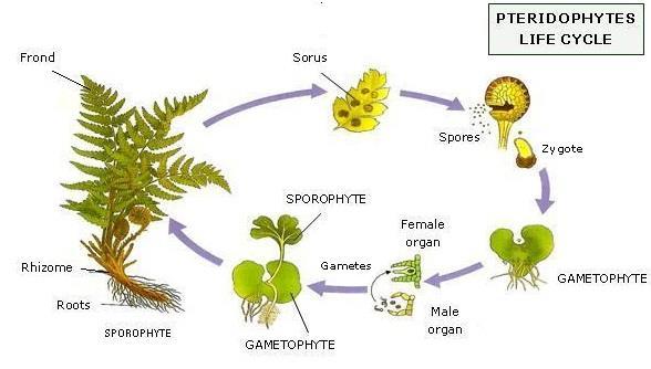2. Classification of Plants 2.1. Non-seed plants. This group includes mosses and ferns. They do not form flowers or seeds. They have a complex life cycle with alternation of generations.