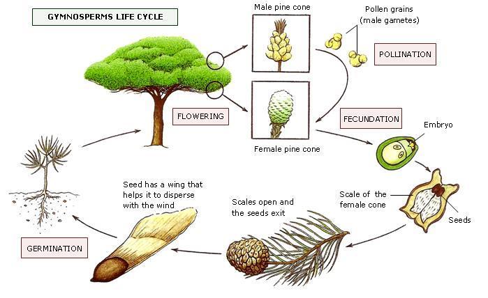 2.2. Seed plants: Spermatophytes Spermatophytes are divided into two groups: Gymnosperms (conifers) and Angiosperms (flowering plants).