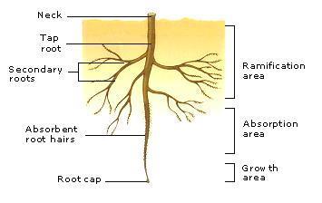 3. Structure of Spermatophytes All spermatophytes are divided in three basic parts: root, stem and leaves. These organs are responsible for the nutrition and interaction.