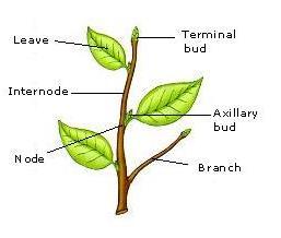 The functions of the root are: - To attach the plant to the ground. - To absorb the water and the mineral salts.