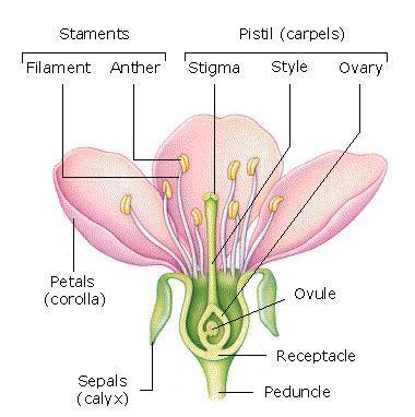 3.2. Reproductive organs of Spermatophytes a) The flower Flowers are the reproductive organs of Spermatophytes. They are formed by several groups of modified leaves join together in the receptacle.