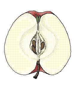 - Pistil (female reproductive part) It is formed by a group of fused leaves (carpels). It is divided into: stigma, style and ovary. Inside the ovary are the ovules (female gametes).