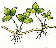 They are aerial and hold on to others plants, walls, etc Secondary roots (lateral roots)