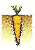 roots Tuberous roots Storage taproot 3.2. Complete the sketch: By their consistence.