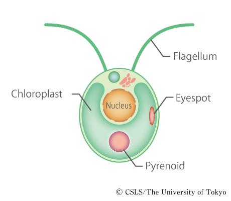 Unicellular - Chlamydomonas Grows in