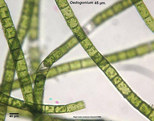 Filamentous Spirogyra and Oedogonium Form long thread-like