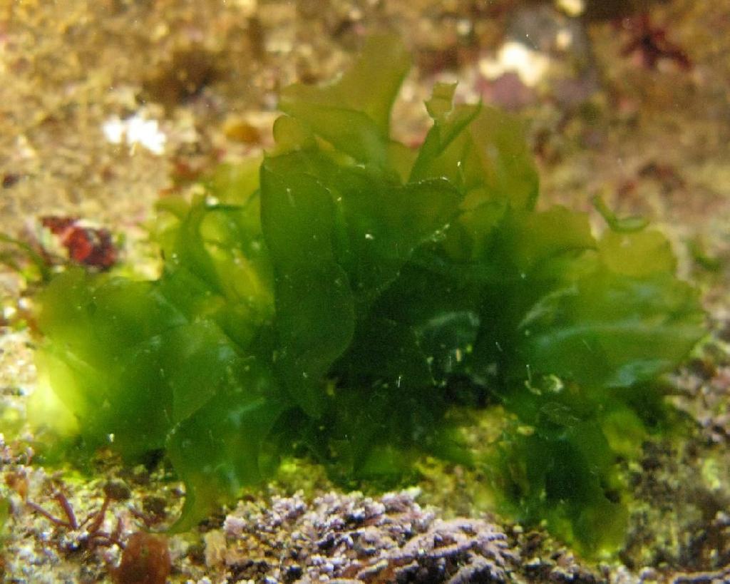 Leaf-life - Ulva Multicellular green algae also called sea lettuce. Commonly found along rocky sea coasts.