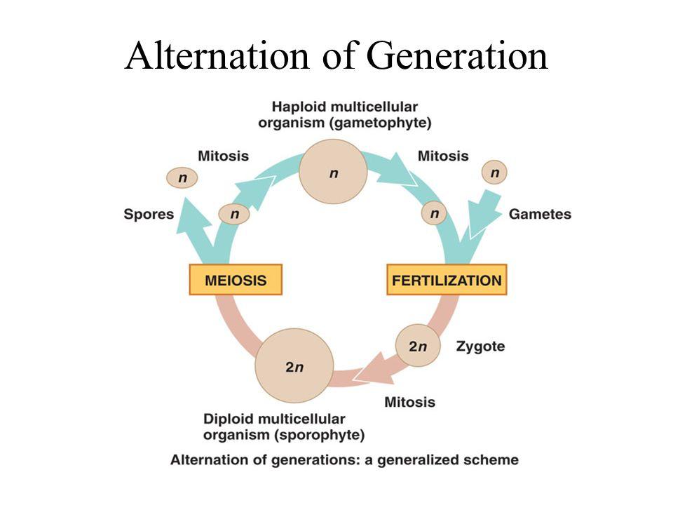 Alternation of Generations Many non-vascular plants (Ulva, some other algae, mosses, and ferns) use a reproductive strategy called alternation of of generations.