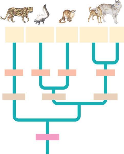 Order Family Genus Species The connection between classification and phylogeny Panthera pardus (leopard) Mephitis mephitis (striped skunk)