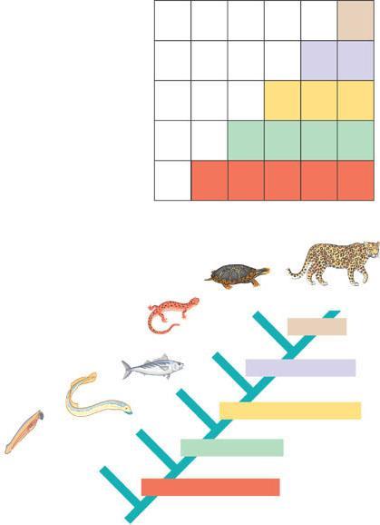 CHARACTERS Lancelet (outgroup) Lamprey Tuna Salamander Turtle Leopard Constructing a cladogram TAXA Hair 0 0 0 0 0 1 Amniotic (shelled) egg 0 0 0 0 1 1 Four walking legs 0 0 0 1 1 1 Hinged jaws 0 0 1