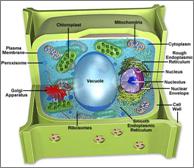 Common cellular structures: all are eukaryotes multicellular cell wall composed of cellulose chlorophyll contained