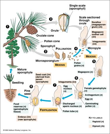 Life cycle of a gymnopserm Angiosperms Angiosperms are the most diverse plant group on Earth. They live in every habitat where plants may be found.