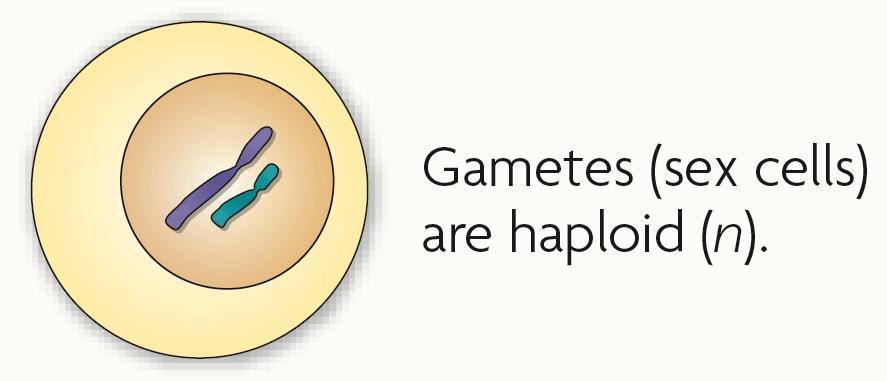 Haploid Cells Gametes are haploid cells Haploid means that a cell