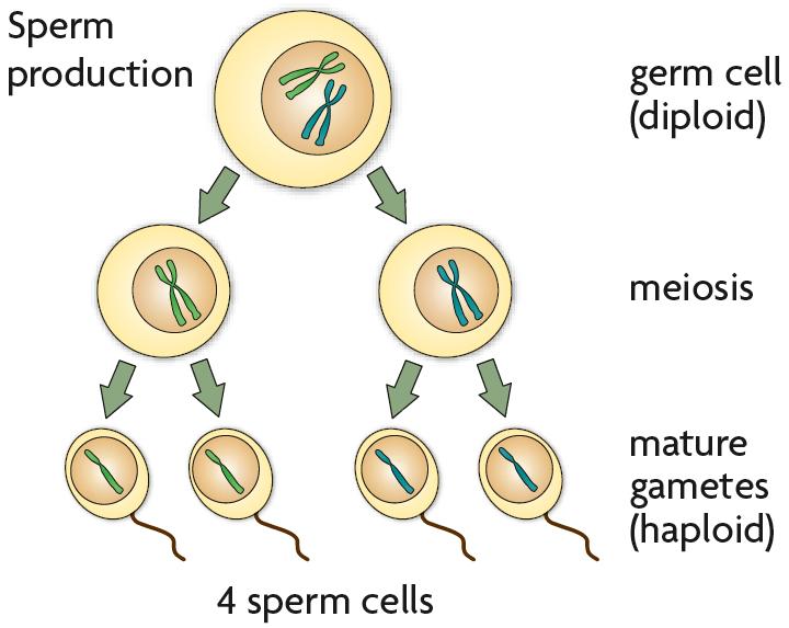 Gametogenesis in Males Sperm become streamlined and