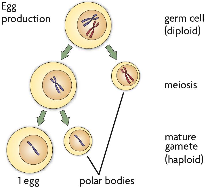 Gametogenesis in Females Eggs contribute DNA, cytoplasm, and organelles to an embryo.