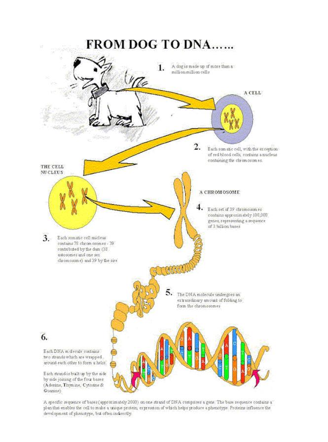 From Dog To DNA 1. A dog is made up of more than a million cells. A Cell 2.
