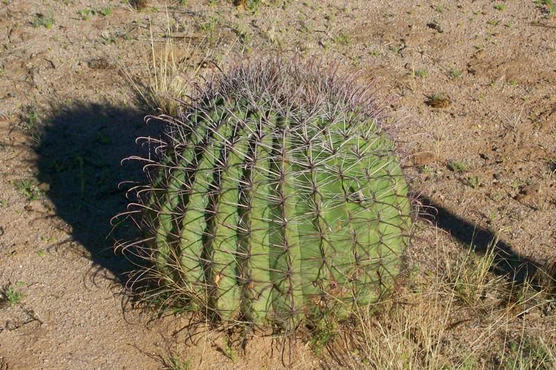 Adaptation A Cactus with horns A Camel s Hump To reduce water loss &