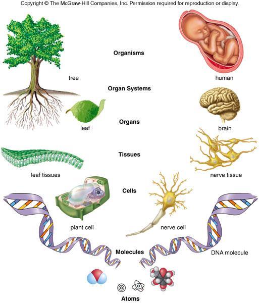 Levels of biological