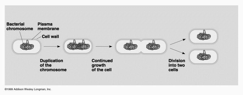 Membrane-bound Organelles: Ribosomes: Plasma Membrane: