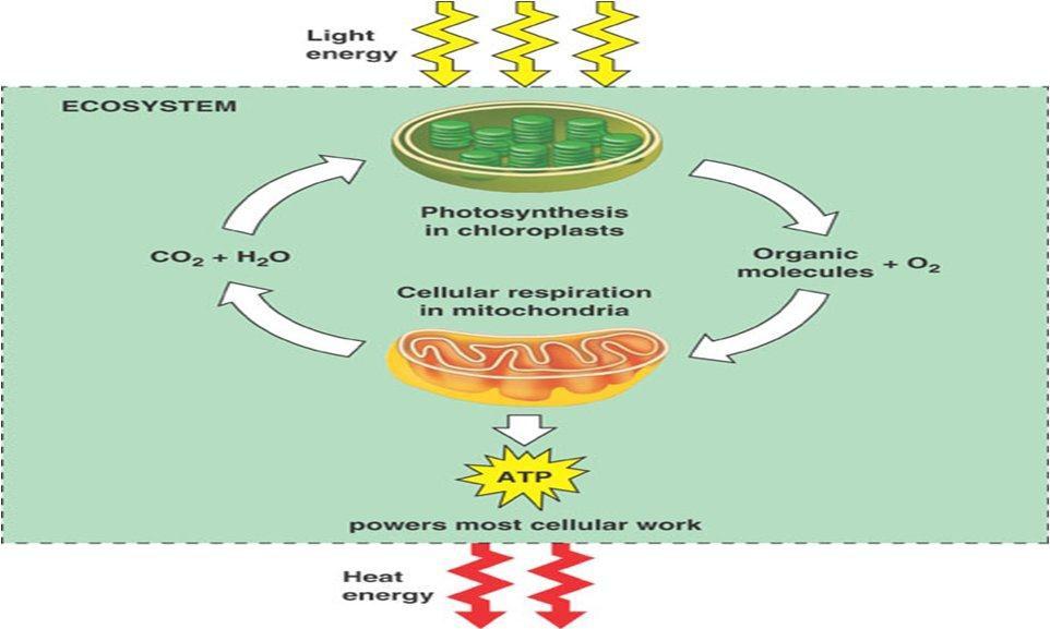 Review of Cellular Respiration Cellular respiration that can do work inside cells. This process. Both plants and animals use the products of photosynthesis (glucose) for metabolic fuel.