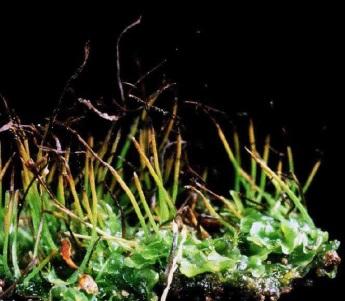 Consequently,. This explains the presence of mosses in moist areas, such as swamps and bogs, and on the shaded sides of trees. generation. Therefore, they are primarily haploid.