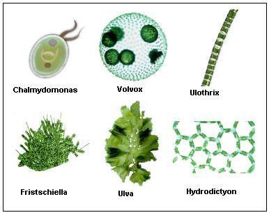 . An organism can spend equal time as each generation or it can spend most of its life as either the haploid or diploid form. Phylum Chlorophyta - Green Algae Green algae possess the pigments.