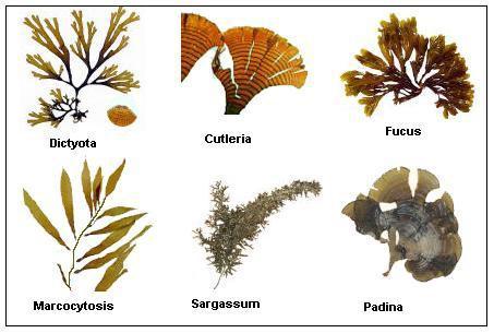 The leafy structure is called a thallus. Red and Brown Algae - Phylum Rhodophyta, but some species are filamentous.