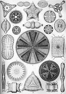 Diatoms and Dinoflagellates Phylum Chrysophyta Often called brown algae,. They have a very unique unicellular structure that reproduces asexually.