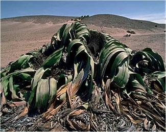 Asia which measures 90 cm across The Welwitschia (well- WITCH-ee-a)