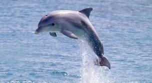 EX: A dolphin jumped out of the water with an initial vertical velocity of 32 feet per second.