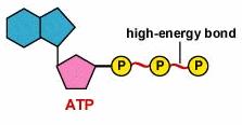 Cellular respiration ATP is the cell s energy.