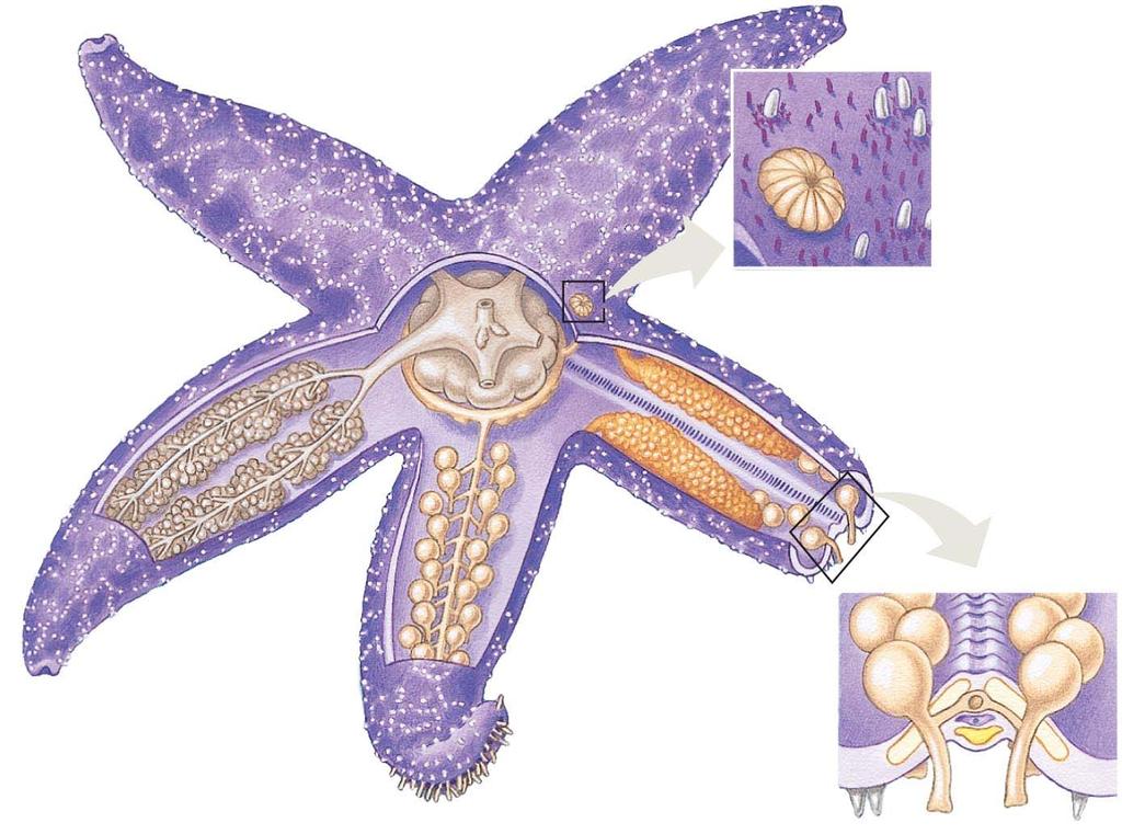 42. Besides a spiny skin, echinoderms have a water vascular system with tube feet. Label the features of the water vascular system on the following sketch, and explain how the system works. 43.