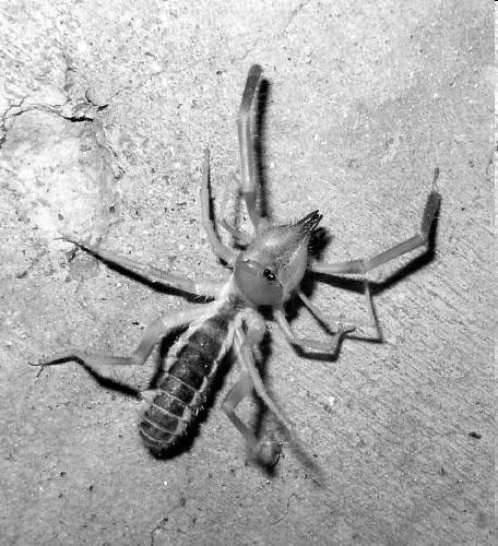 scorpions Mites, ticks Phylum Arthropoda: Myriapoda