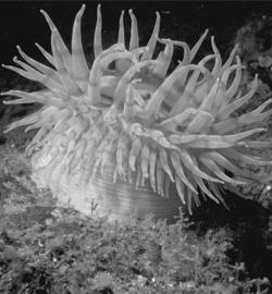 Phylum Cnidaria: cnid = nettle; all have