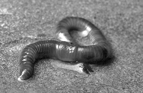 Polychaetes Leeches Earthworms (Photo courtesy of