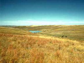 Temperate grasslands: found in the middle of a continent with a