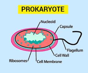Prokaryotes Single celled