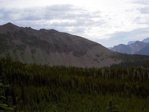 An example of a limiting factor is the timberline (elevation, winds, shallow soil, etc.